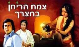 צמח הריחן בחצרך